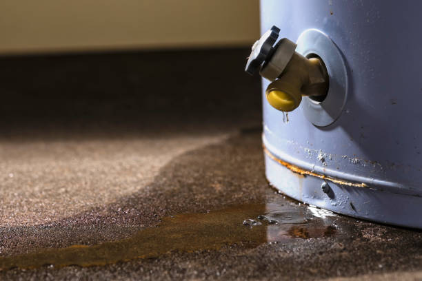 Best Flood damage cleanup  in Mangonia Park, FL