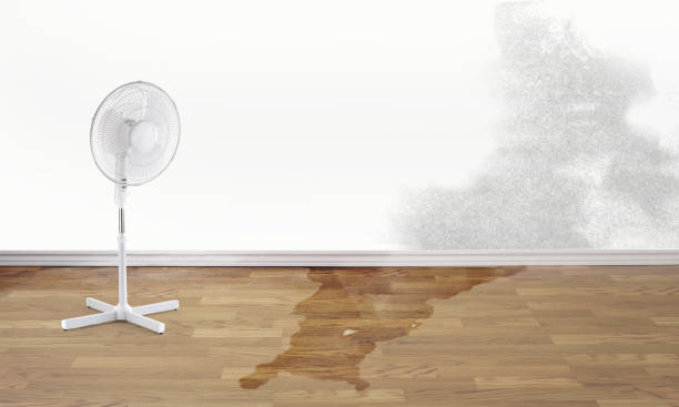 Carpet water damage restoration in FL