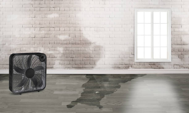 Best Flood restoration services  in Mangonia Park, FL
